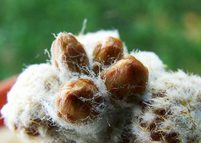 Copiapoa_ hypogaea _ssp.laui FK439 _17